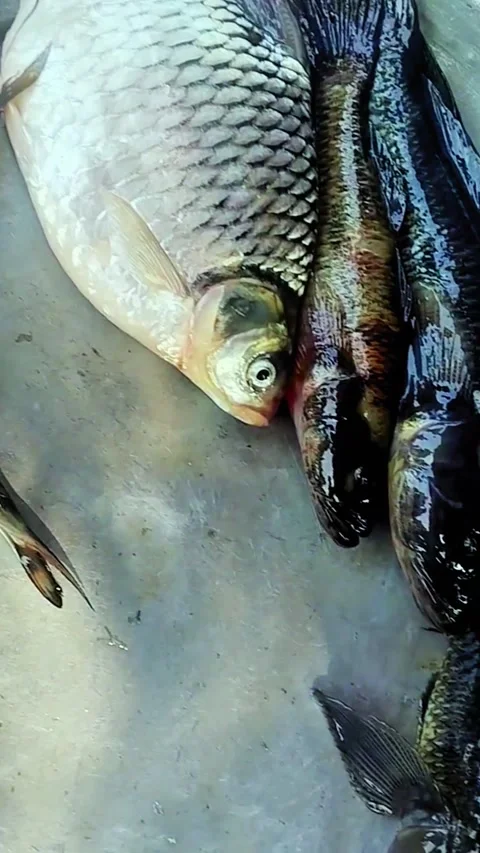 Mystus nigriceps alive fish display in fish market stock footage Stock Footage 319338708