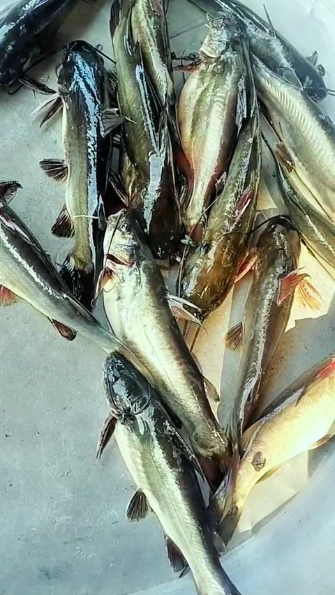 Mystus nigriceps fish display in fish market stock footage Stock Footage 319338703