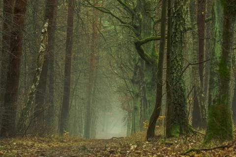 Mysty road Stockfoto's