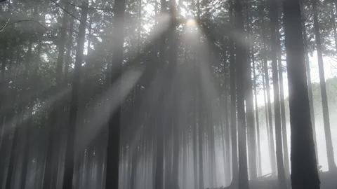 Mythical surreal forest Stock Footage 245483206
