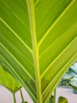 N intimate, backlit macro perspective of a single leaf's underside, beautif.. Stock Photos