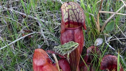 N Leopard Frog sitting on N. Pitcher plant, N Michigan, USA 库存影片 195994982