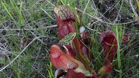 N Leopard Frog sitting on N. Pitcher plant, N Michigan, USA Stock Footage 195995024