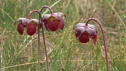 N Pitcher plants flowering, Beach bog, Northern Michigan, USA Video stock 277879244