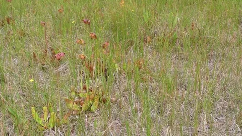 N. Pitcher Plants growing in Alvar, Beach bog, N. Great Lakes, Michigan USA Stockbeeldmateriaal 73016059