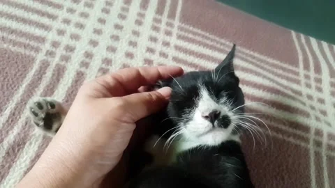 N9_sweet cat slowmo Stock Footage 140502283