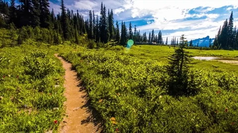 Naches Peak Loop Trail in Mount Rainier National Park with Wildflowers and Mount Stock Footage 332141406