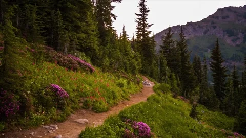 Naches Peak Loop Trail in Mount Rainier National Park, Washington State, USA Stock Footage 332141757