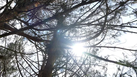 Nadir View of Pine Trees in a Forest and Sunlight Filtering Through the Branches Stock Footage 303317604