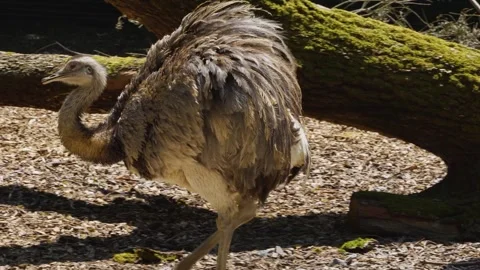 A Nadu, Rhea bird  Stock Footage 244343902