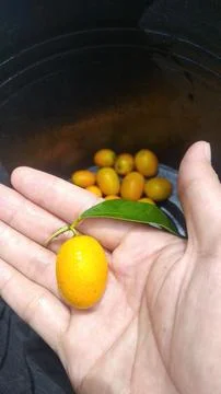 Nagami Orange 写真素材