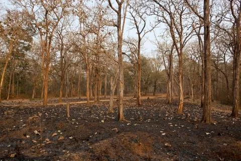 Nagarhole landscape Stock Photos
