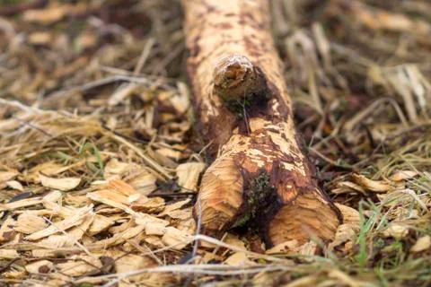 Nage trace of a beaver Stock Photos