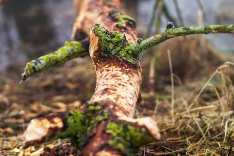 Nage trace of a beaver Stock Photos