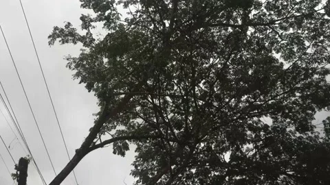 Nagging a big tree with shady leaves 動画素材 197042085
