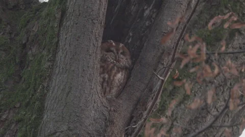 A nagging wind and a tawny owl in a hollow, 4K Stock Footage 166702874