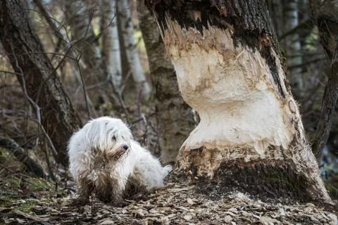 In Nagter tree trunk Stock Photos
