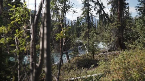 Nahanni River flows through a forested valley 動画素材 92365499