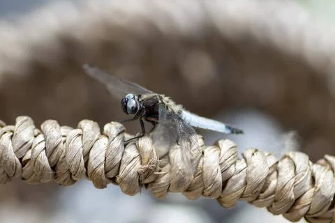 Nahaufnahme einer Libelle auf einem Weidengriff eines Korbes Nahaufnahme v... Stock Photos
