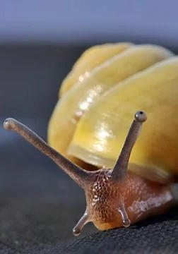 Nahaufnahme einer Schnecke mit gelber Schale *** Close-up a Snail with Gel... Stock Photos