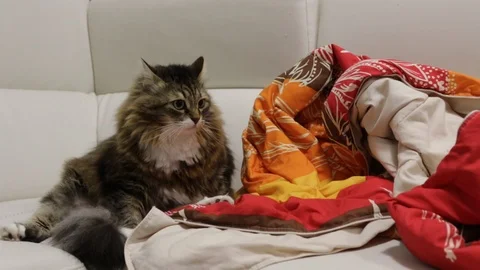 Naike on the sofa Vídeo Stock 97389772