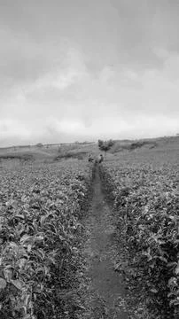Nail clipper Stock Photos