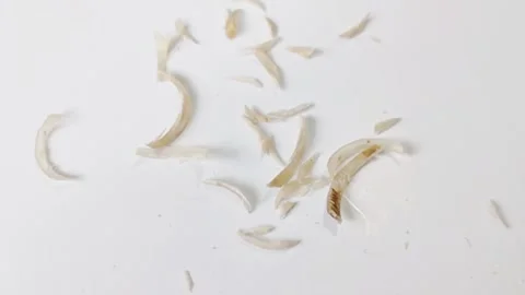 Nail clippings, small pieces of fingernails or toenails removed by clipper Stock Footage 304891167