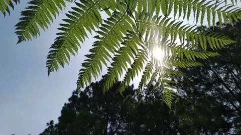 Nail leaves in the sun Stock Footage 131485594