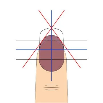 Nail shape drawing diagram vector template to create fashionable nail shape for Stock Illustration