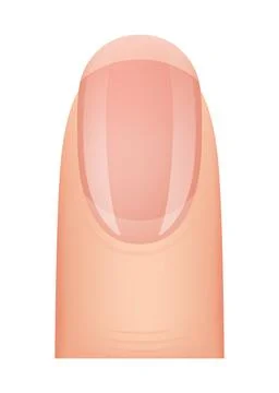 Nail shape manicure. Type of fingernail extension. Professional manicure Stock Illustration