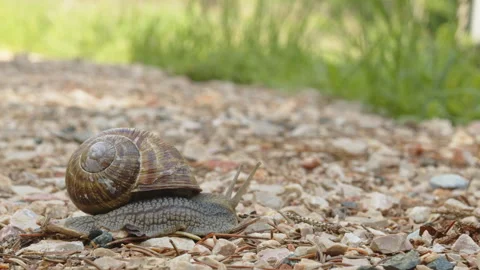 Nail in shell crawling on road Stock Footage 273626923