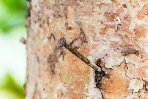 Nail on tree. Stock Photos