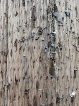 Nails and Staples on old Post Stock Photos