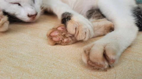 The nails of a sleeping kitten sleeping on the ceramic Stock Photos