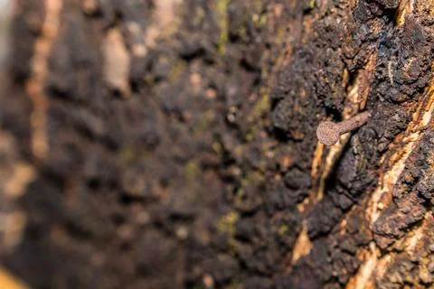 Nails stuck into the tree trunk Stock Photos