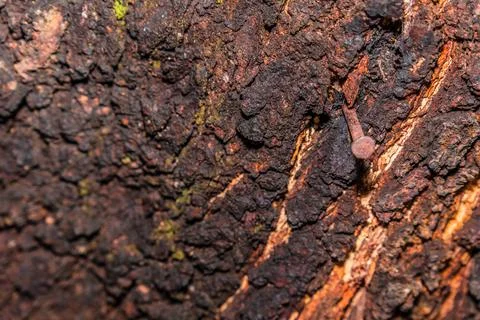Nails stuck into the tree trunk Stock Photos