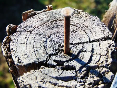 Nails in a tree trunk Fotos de archivo