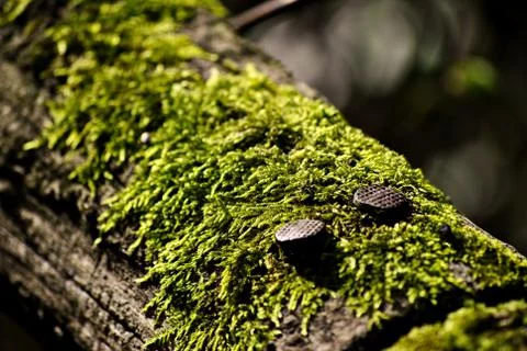 Nails on wood with moss Stock Photos