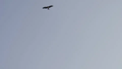 Nairobi Bird Flying Alone In A Clear Blue Sky Video stock 243686544