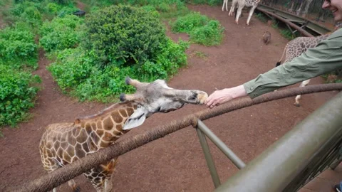 Nairobi Giraffe Centre Stock Footage 328049710