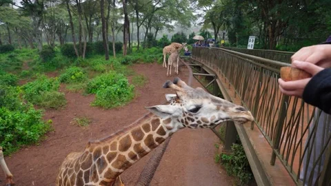Nairobi Giraffe Centre Stock Footage 328049713