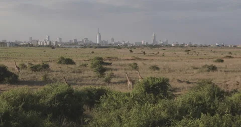 Nairobi National Park, Aerial push in towards giraffes. City Skyline Stock Footage