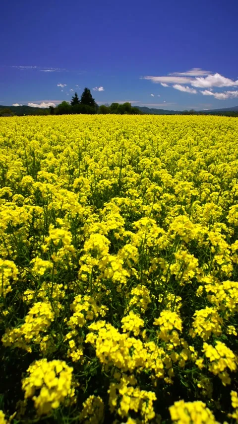 Nakagomi's Rapeseed Field and the Rays of Sunlight Vídeo Stock 333170254
