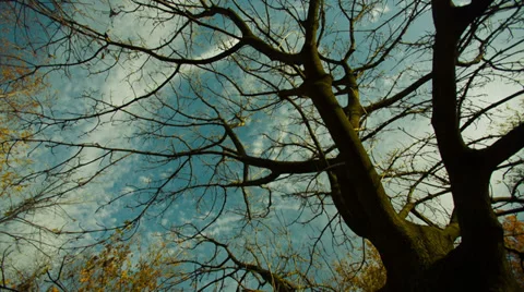 Naked Autumn Tree Video stock 32172017