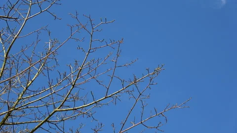 Naked branches in springtime Stock Footage 284494867