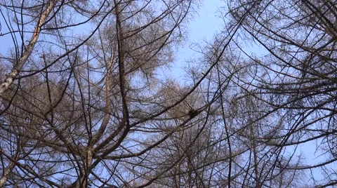 Naked Branches of a Tree Against Blue Sky Close Up, Panoraming. 4K UltraHD, UHD Stock Footage 48624465