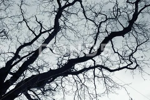Naked branches of a tree against blue sky close up Stock Photos