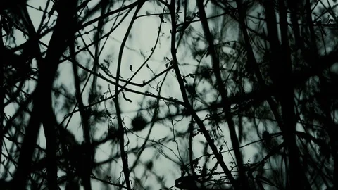 Naked branches in winter time Stock Footage 70988080