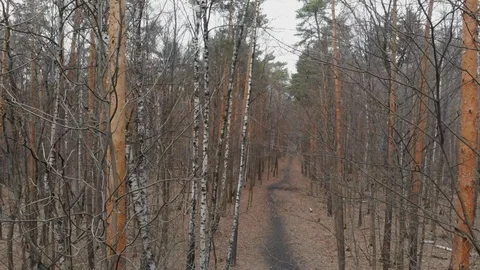 Naked forest in early spring . Stock Footage 108537920