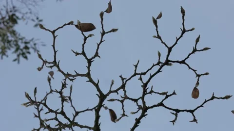 Naked Leafless Autumn Winter Tree - Frozen Buds Vídeo Stock 224747236